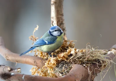 Le cinciallegre hanno capito che usare i mozziconi di sigaretta per costruire i nidi tiene lontani i parassiti