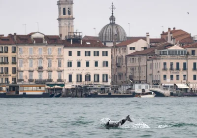 C’è un delfino solitario nella laguna di Venezia, lo hanno soprannominato Mimmo e non ha affatto bisogno delle nostre attenzioni