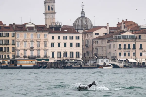 C’è un delfino solitario nella laguna di Venezia, lo hanno soprannominato Mimmo e non ha affatto bisogno delle nostre attenzioni