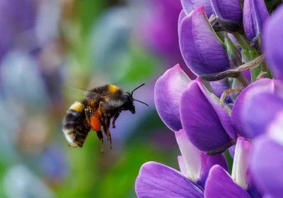Dobbiamo raccontarvi un altro superpotere dei bombi, che riescono a sopravvivere sott’acqua per più di una settimana