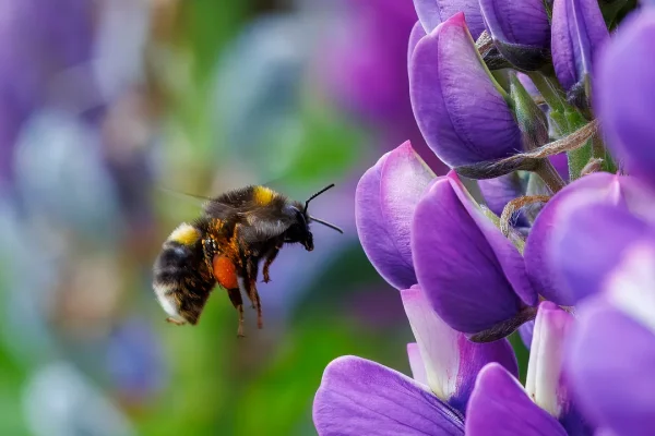 Dobbiamo raccontarvi un altro superpotere dei bombi, che riescono a sopravvivere sott’acqua per più di una settimana