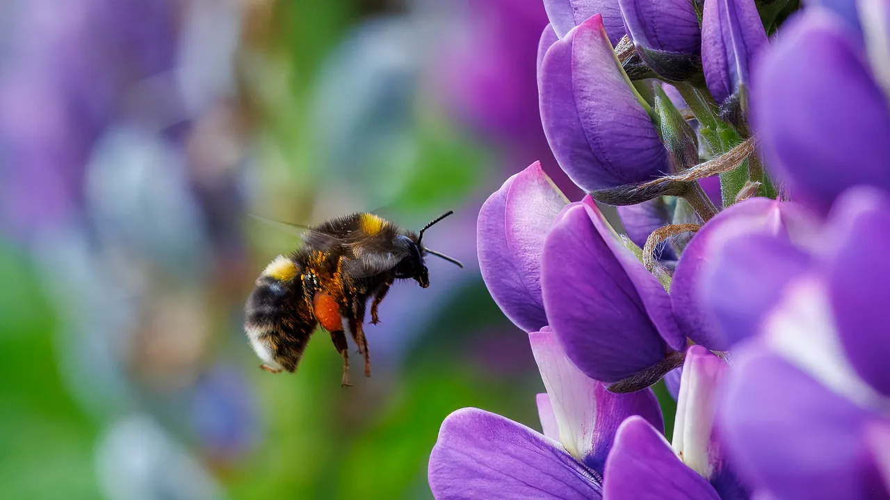 Dobbiamo raccontarvi un altro superpotere dei bombi, che riescono a sopravvivere sott’acqua per più di una settimana