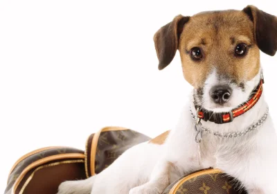 Dupe, cosa c’è dietro l’hashtag da 6 miliardi di visualizzazioni su TikTok e perché l’AI sta rendendo i falsi quasi perfetti