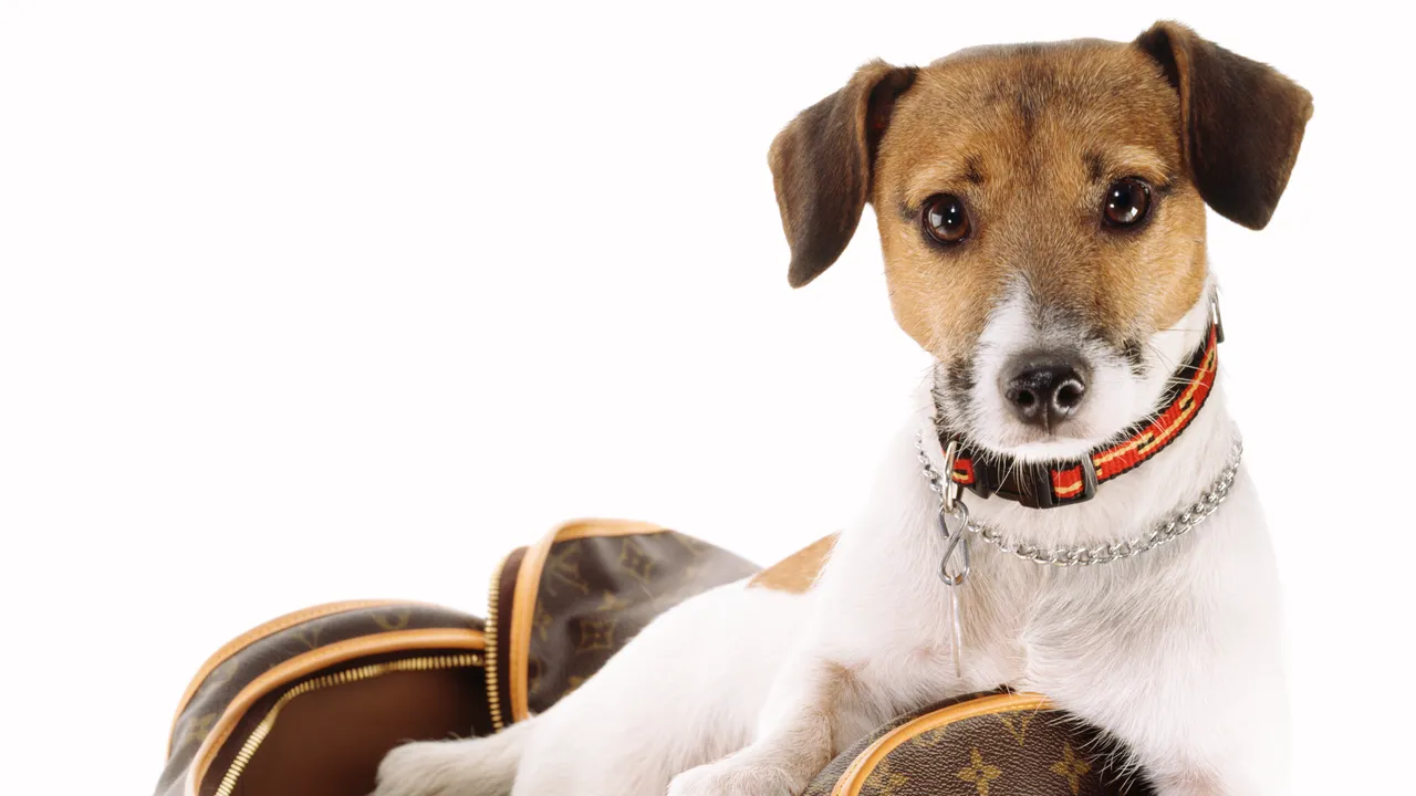 Dupe, cosa c’è dietro l’hashtag da 6 miliardi di visualizzazioni su TikTok e perché l’AI sta rendendo i falsi quasi perfetti