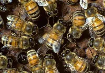 La danza delle api è straordinaria, ma sapete che diventa ancora più bella se c’è un pubblico attento e numeroso ad ammirarla?