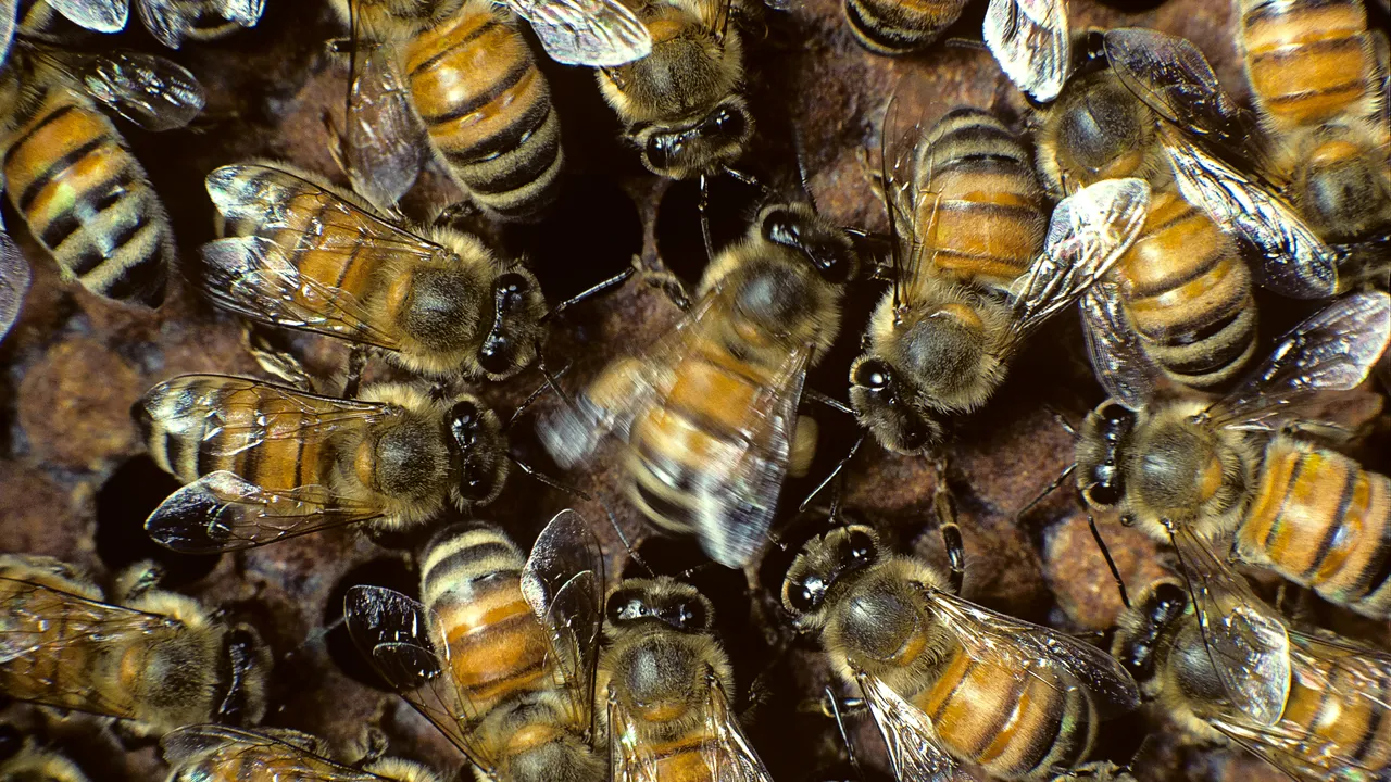 La danza delle api è straordinaria, ma sapete che diventa ancora più bella se c’è un pubblico attento e numeroso ad ammirarla?