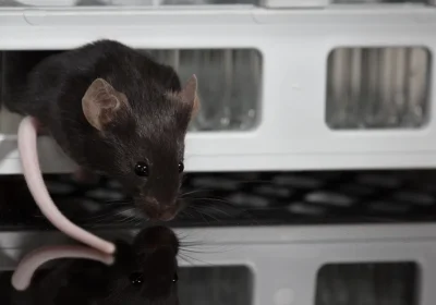 Ma quante volte un animale può sopravvivere alla clonazione? Nel caso dei topi è stato stabilito il limite ed è 58 generazioni