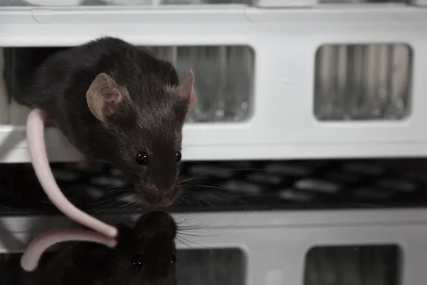 Ma quante volte un animale può sopravvivere alla clonazione? Nel caso dei topi è stato stabilito il limite ed è 58 generazioni