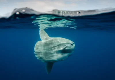 Un enorme pesce luna è stato ritrovato spiaggiato a Marina di Ravenna e si tratta di una misteriosa, schiva e affascinante creatura