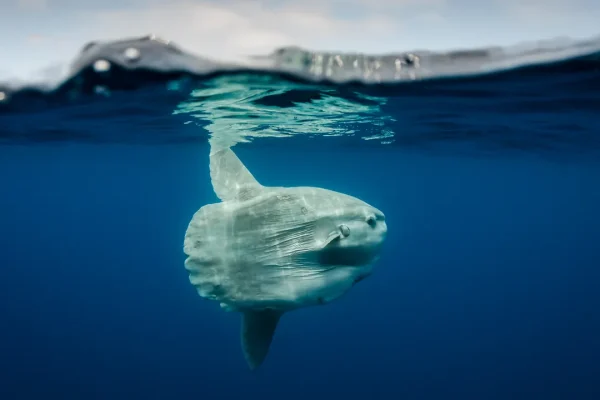 Un enorme pesce luna è stato ritrovato spiaggiato a Marina di Ravenna e si tratta di una misteriosa, schiva e affascinante creatura