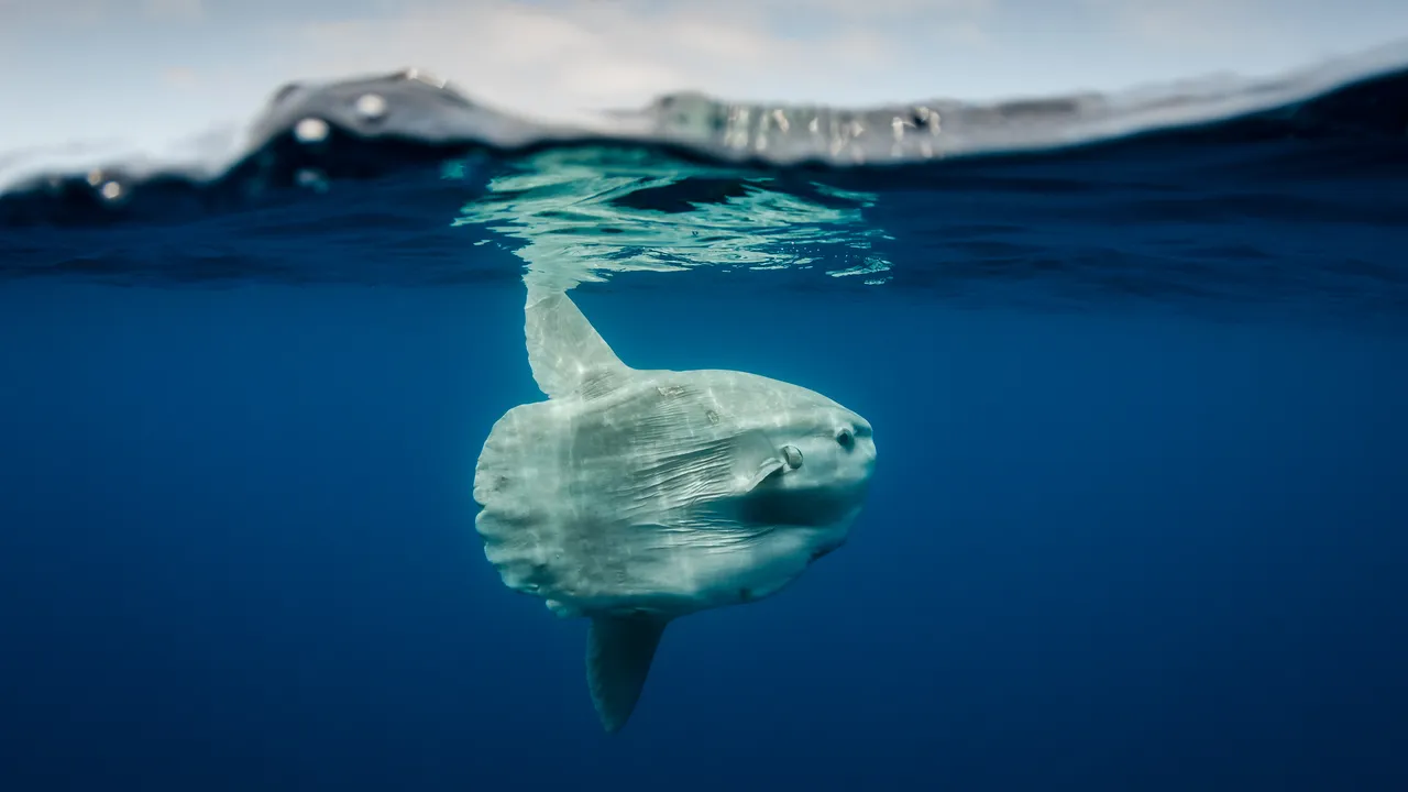 Un enorme pesce luna è stato ritrovato spiaggiato a Marina di Ravenna e si tratta di una misteriosa, schiva e affascinante creatura