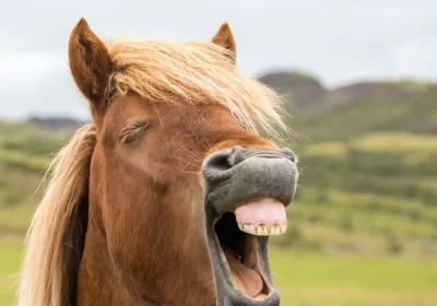 Perché i nitriti dei cavalli sono da sempre considerati un fenomeno molto strano (e qual è la loro origine, secondo uno studio)