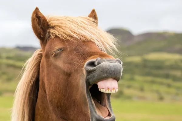 Perché i nitriti dei cavalli sono da sempre considerati un fenomeno molto strano (e qual è la loro origine, secondo uno studio)