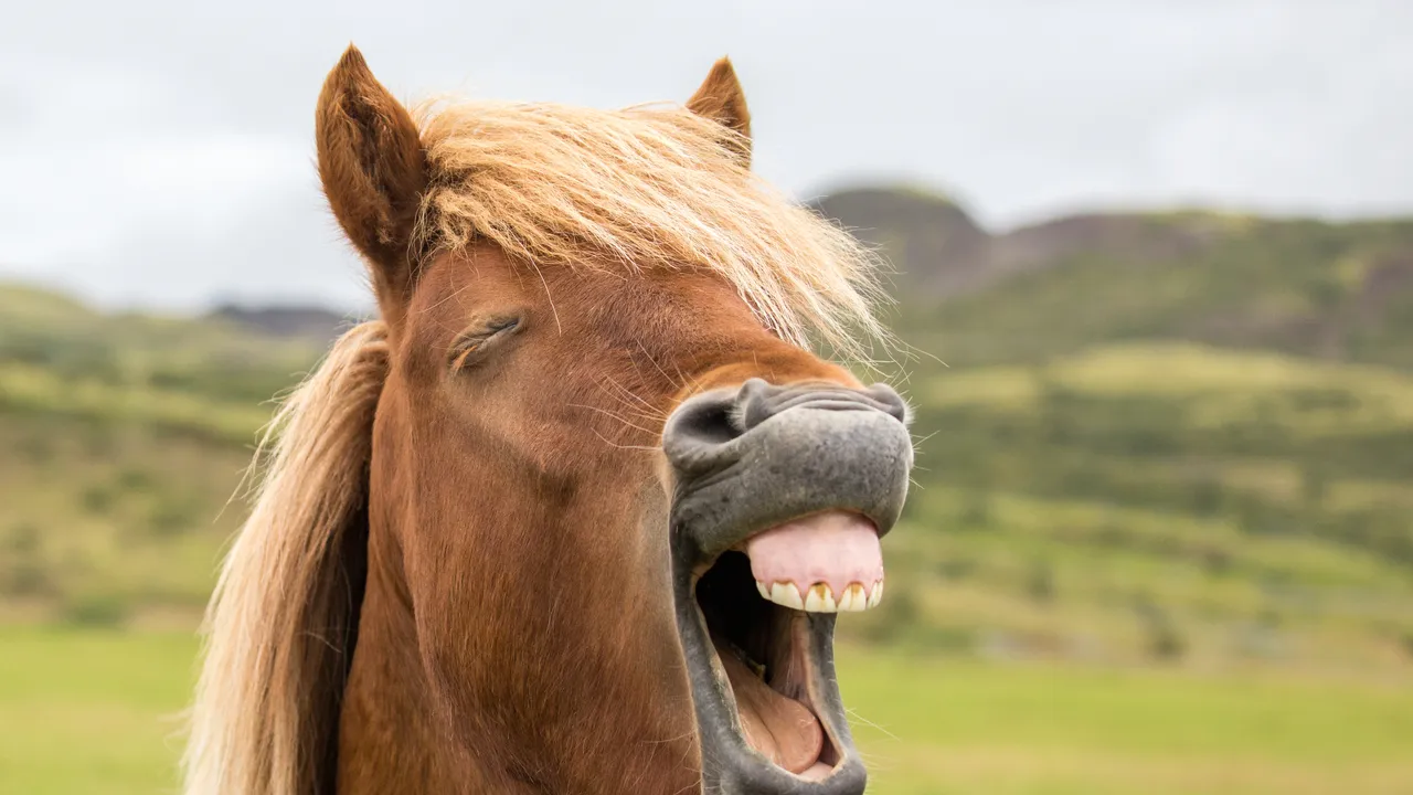 Perché i nitriti dei cavalli sono da sempre considerati un fenomeno molto strano (e qual è la loro origine, secondo uno studio)