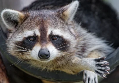 Buffi e astuti, i procioni sono capaci di risolvere rompicapo e lo fanno anche solo per puro divertimento