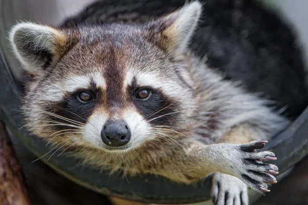 Buffi e astuti, i procioni sono capaci di risolvere rompicapo e lo fanno anche solo per puro divertimento