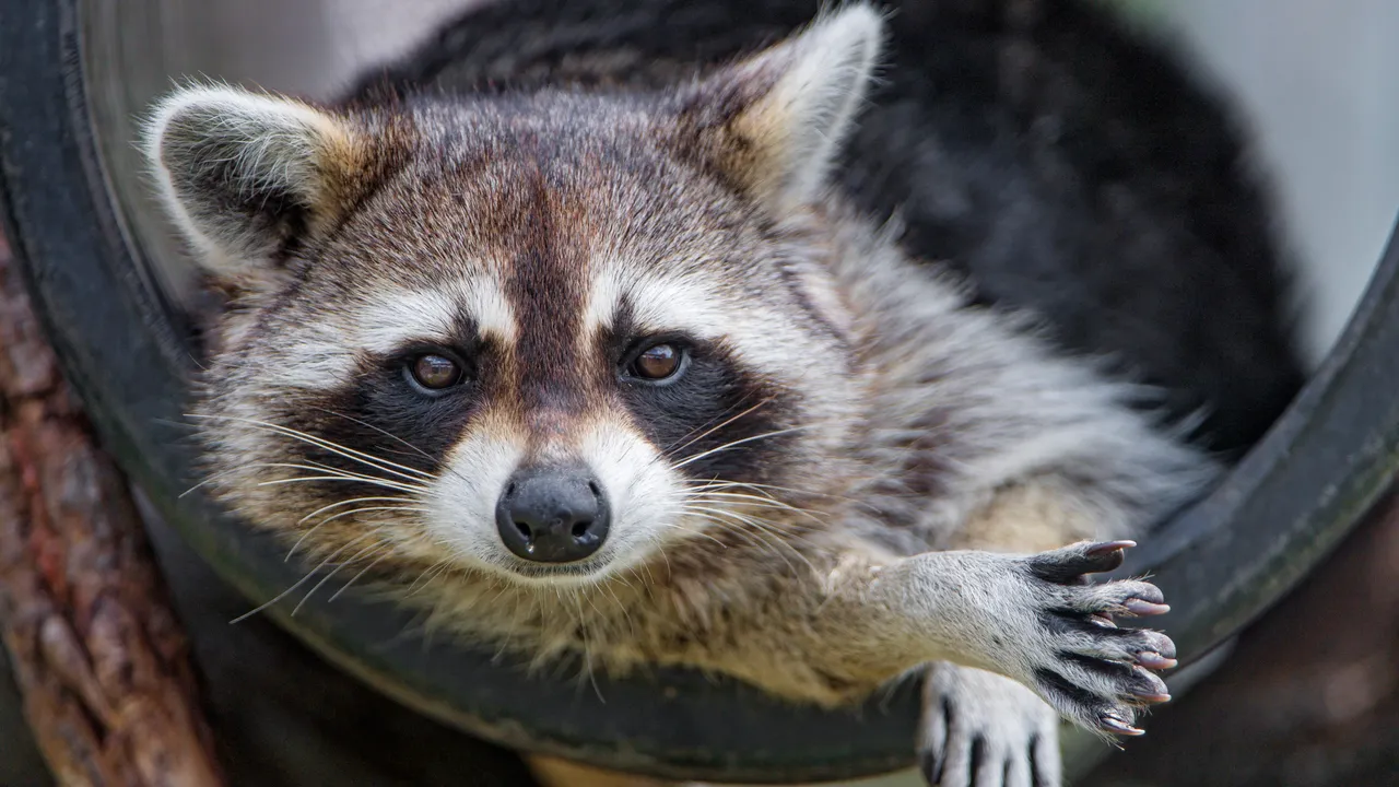 Buffi e astuti, i procioni sono capaci di risolvere rompicapo e lo fanno anche solo per puro divertimento