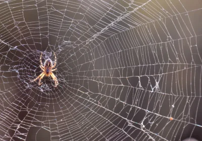 Se siete aracnofobici e vorreste veder scomparire i ragni dalla faccia della terra, sappiate che sarebbe un bel problema