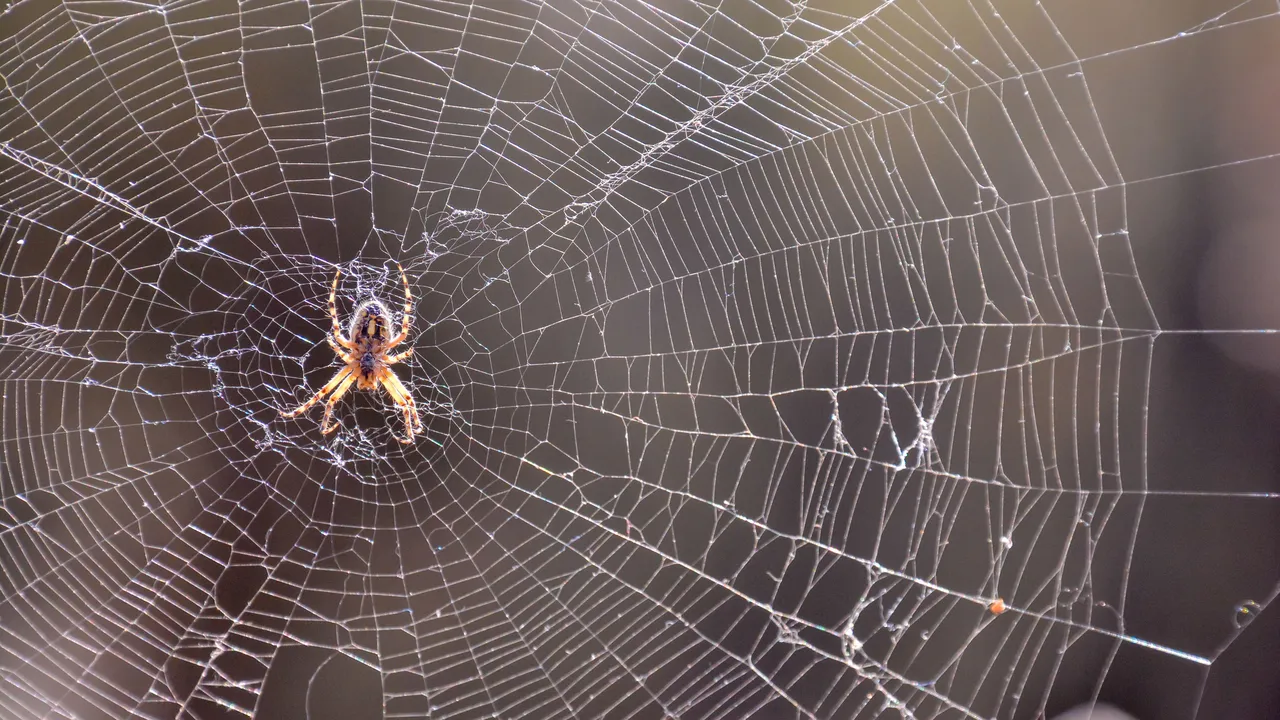 Se siete aracnofobici e vorreste veder scomparire i ragni dalla faccia della terra, sappiate che sarebbe un bel problema