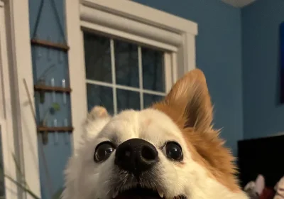 Le foto di Apple iPhone 17e