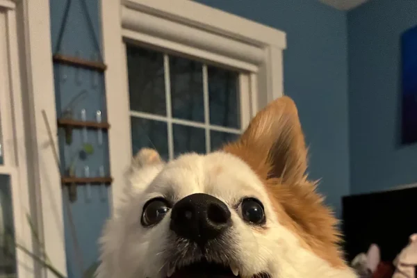 Le foto di Apple iPhone 17e