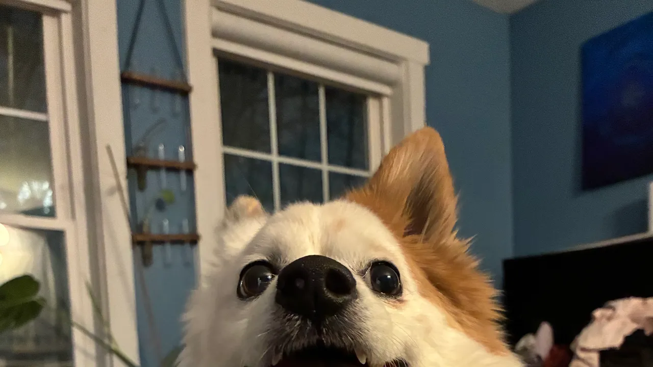 Le foto di Apple iPhone 17e