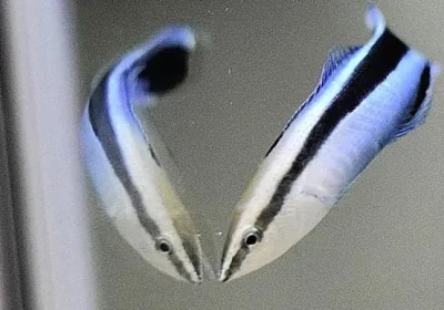 I piccoli pesci pulitori sono molto più intelligenti di quanto potessimo immaginare, si riconoscono allo specchio e non solo