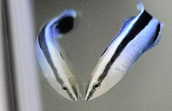 I piccoli pesci pulitori sono molto più intelligenti di quanto potessimo immaginare, si riconoscono allo specchio e non solo