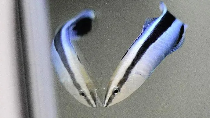 I piccoli pesci pulitori sono molto più intelligenti di quanto potessimo immaginare, si riconoscono allo specchio e non solo