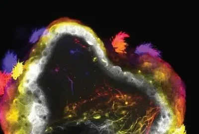 Gli xenobot, robot biologici derivanti dalle cellule staminali di rana, ora sono dotati anche di un sistema nervoso primitivo