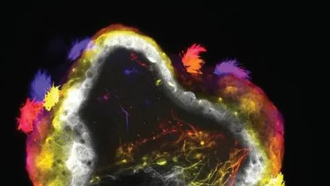 Gli xenobot, robot biologici derivanti dalle cellule staminali di rana, ora sono dotati anche di un sistema nervoso primitivo