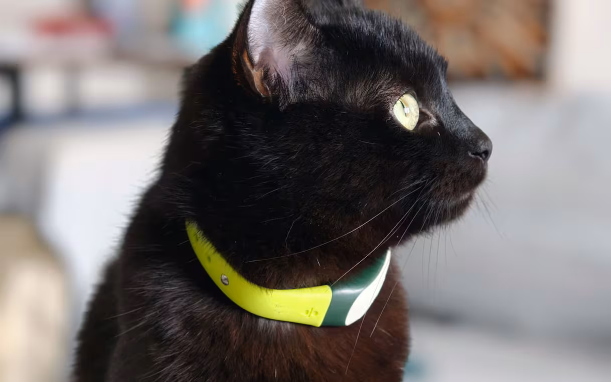 Kippy GPS Tracker: recensione, funzionalità, prezzi