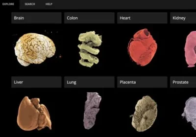 Un atlante degli organi umani ad alta definizione che tutti possono consultare online, ecco la meraviglia dell’Human Organ Atlas