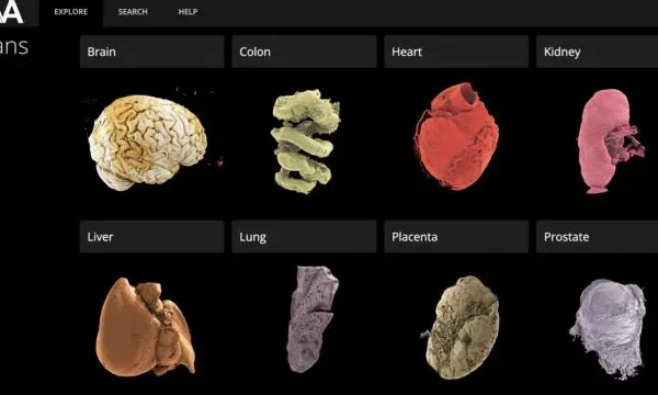 Un atlante degli organi umani ad alta definizione che tutti possono consultare online, ecco la meraviglia dell’Human Organ Atlas
