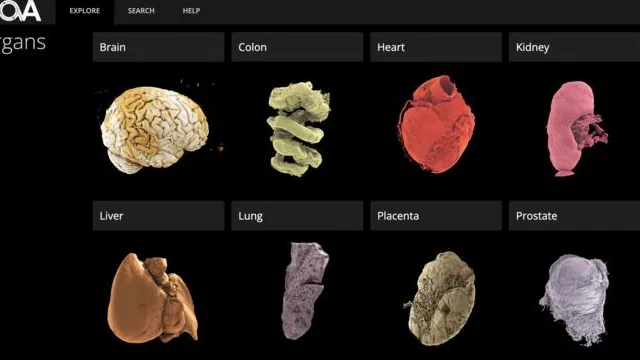Un atlante degli organi umani ad alta definizione che tutti possono consultare online, ecco la meraviglia dell’Human Organ Atlas