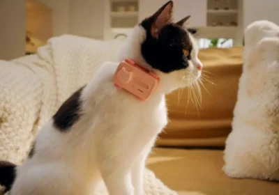 PetPhone, come funziona lo smartphone per animali domestici