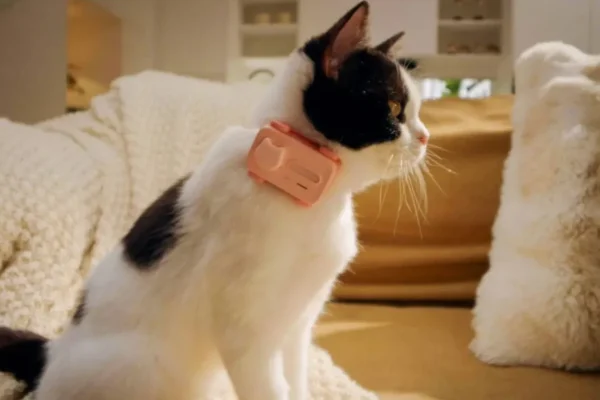 PetPhone, come funziona lo smartphone per animali domestici