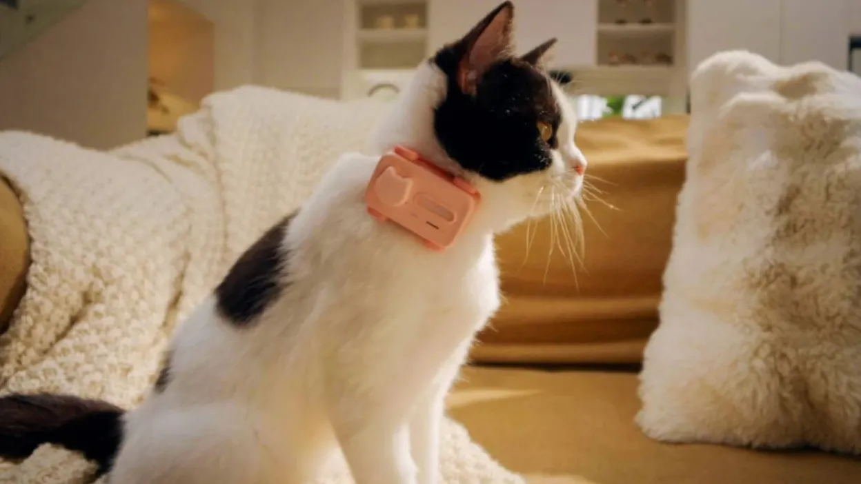 PetPhone, come funziona lo smartphone per animali domestici