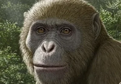 Il ritrovamento del Masripithecus, il “tassello mancante” che riscrive le origini delle grandi scimmie e degli esseri umani