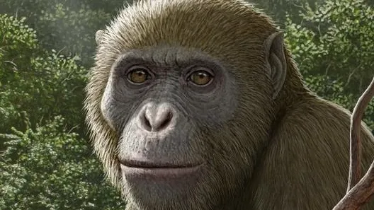 Il ritrovamento del Masripithecus, il “tassello mancante” che riscrive le origini delle grandi scimmie e degli esseri umani