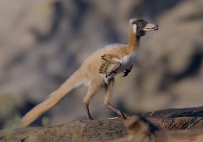 Dalla Patagonia arriva un fossile di dinosauro che ha 90 milioni di anni e racconta la storia dei teropodi più strani della preistoria