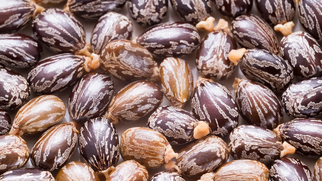 Come può avvenire l’avvelenamento da ricina, la potentissima tossina per la quale non esiste antidoto (sì, è quella di Breaking Bad)