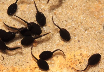 Perché gli anfibi riescono a rigenerare i propri arti e i mammiferi no? La chiave di questo mistero è l’ossigeno