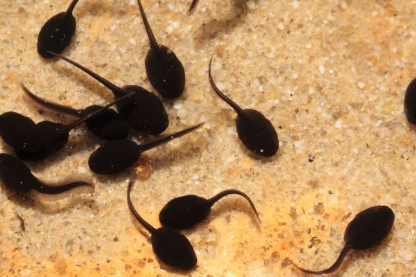 Perché gli anfibi riescono a rigenerare i propri arti e i mammiferi no? La chiave di questo mistero è l’ossigeno