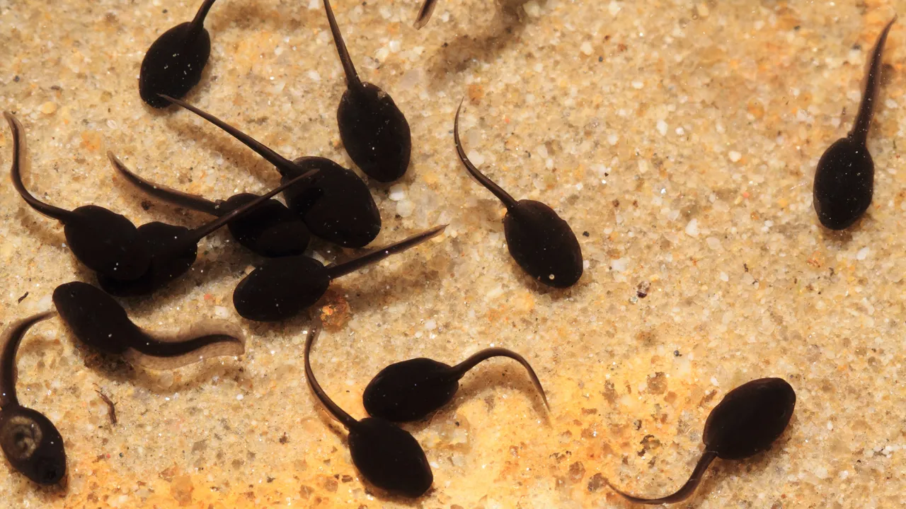 Perché gli anfibi riescono a rigenerare i propri arti e i mammiferi no? La chiave di questo mistero è l’ossigeno