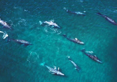 Sempre più balene grigie che entrano nella baia di San Francisco non ne escono vive e la colpa è dei cambiamenti climatici