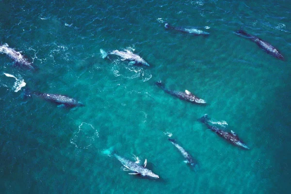 Sempre più balene grigie che entrano nella baia di San Francisco non ne escono vive e la colpa è dei cambiamenti climatici