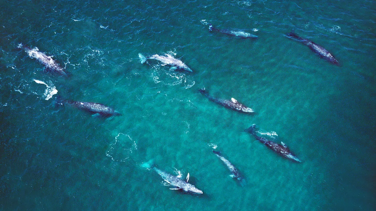 Sempre più balene grigie che entrano nella baia di San Francisco non ne escono vive e la colpa è dei cambiamenti climatici