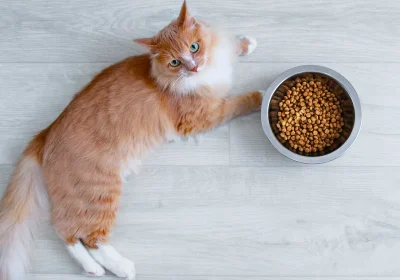 Date degli schizzinosi ai vostri gatti perché lasciano sempre un po’ di cibo nella ciotola? In realtà esiste una spiegazione scientifica