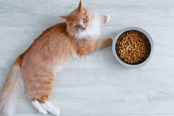 Date degli schizzinosi ai vostri gatti perché lasciano sempre un po’ di cibo nella ciotola? In realtà esiste una spiegazione scientifica